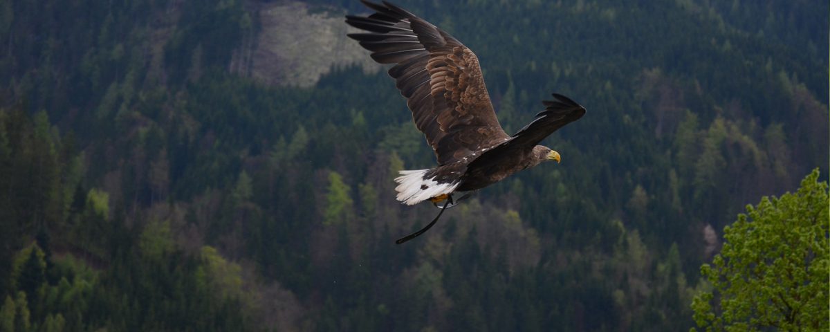 Fundacja Natura 2010 - orli krzykliwy lecący