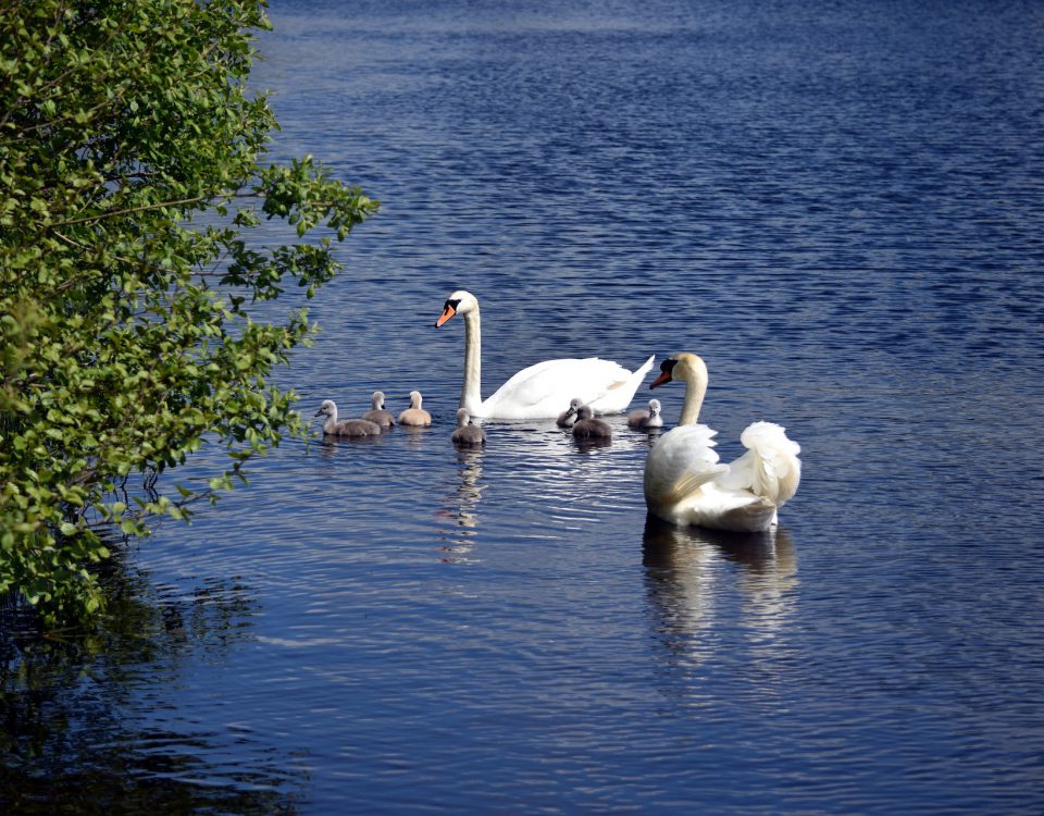 Fundacja Natura 2010 - łabędzie