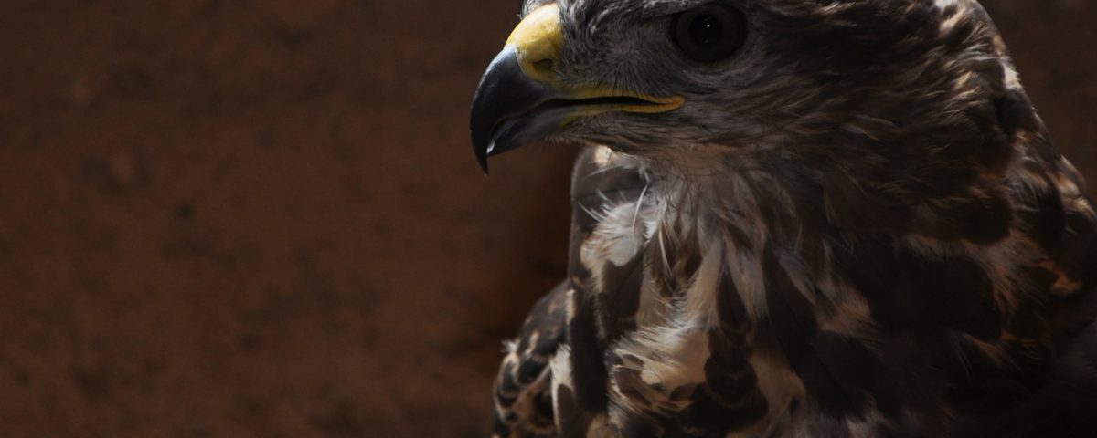 Fundacja Natura 2010 - orlik krzykliwy