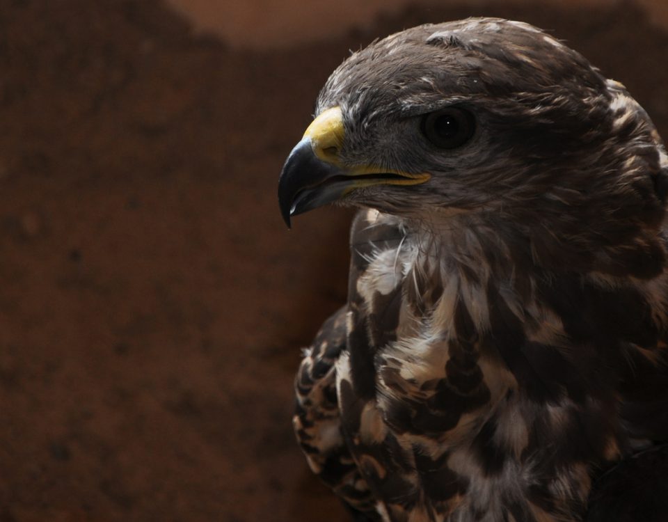 Fundacja Natura 2010 - orlik krzykliwy